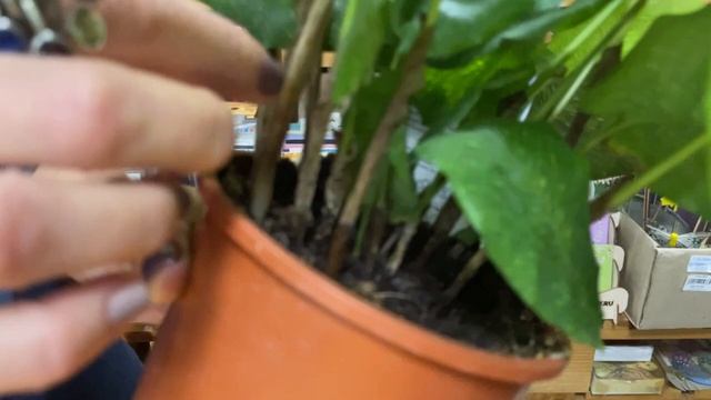 Калатея Нетворк - обзор необыкновенной калатеи | Растение мозаика для ценителей экзотики