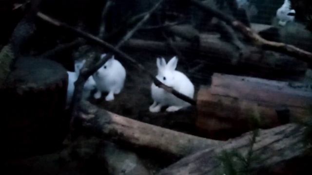 Чьи следы?! Паника? Охота зверя! Раскрытие тайны и немного о парадоксе с кличками зайцев. смотреть онлайн