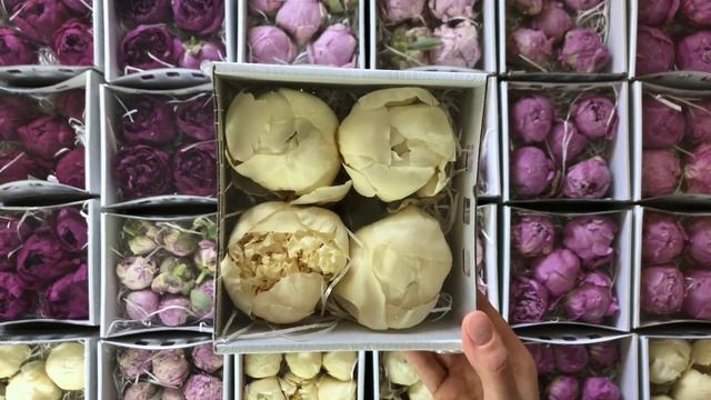 Стабилизированные пионы | Часть 2 смотреть онлайн