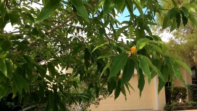 Michelia Champaca (simhachalam sampenga) смотреть онлайн