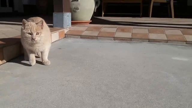 Cat attack DJI Tello смотреть онлайн