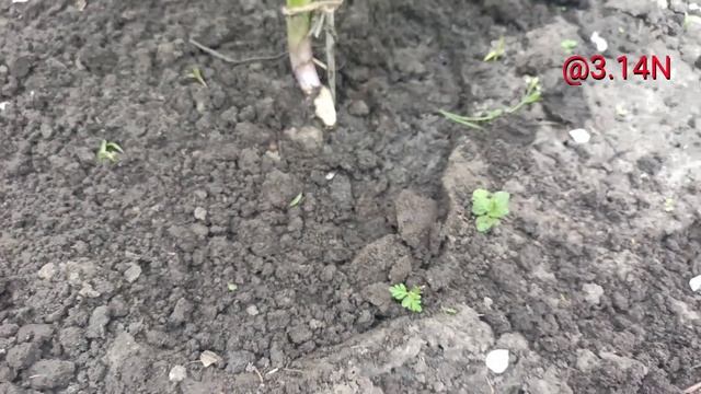 ☘️посадка хосты Galaxy#посадкахосты,PetrNovar#Запорожье#Galaxy#hosta смотреть онлайн