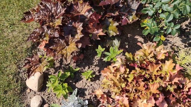 Красивая клумба Как правильно сочетать растения в клумбе по росту и цвету. смотреть онлайн