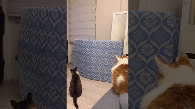 Цирковое представление для котов смотреть онлайн