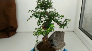 Бонсай Вяз Китайский