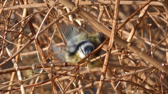 Zilzīlīte - Blue tit - Обыкновенная лазоревка (Cyanistes caeruleus) смотреть онлайн