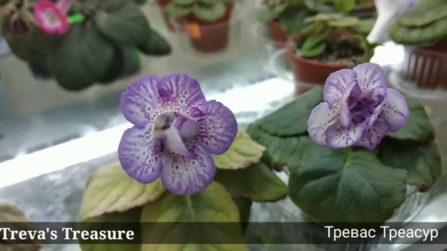 Огляд мінісіннінгії Treva's Treasure смотреть онлайн