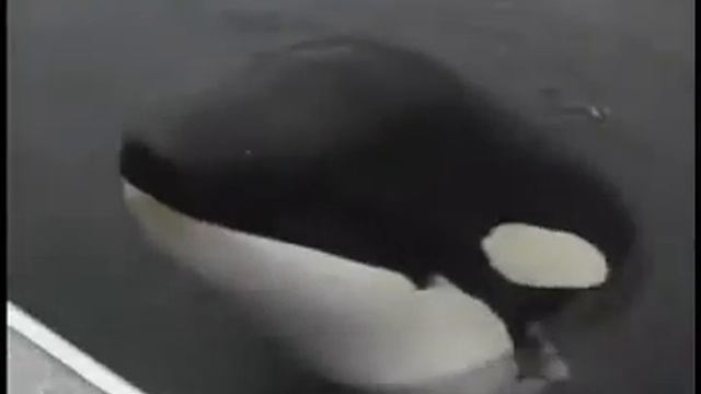 Забавная касатка