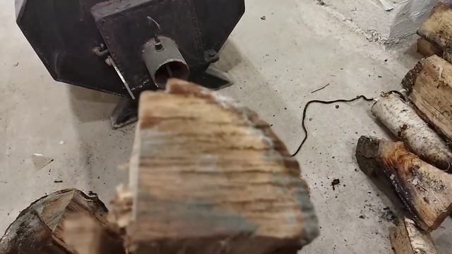 Триходерма на дровах, древесный компост, где взять триходерму, как выглядит триходерма.