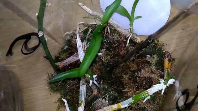 Прибыли новые ЦВЕТОНОСЫ ФАЛЕНОПСИСОВ! Возможность получить деток ВОЗРАСТАЕТ!!! смотреть онлайн