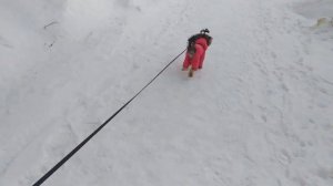 Как Гулять С Собакой / Прогулка с Собакой / Влог