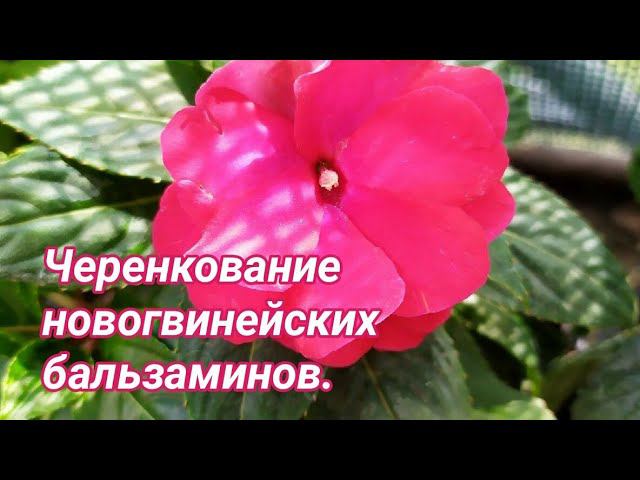 Черенкование новогвинейских бальзаминов. смотреть онлайн