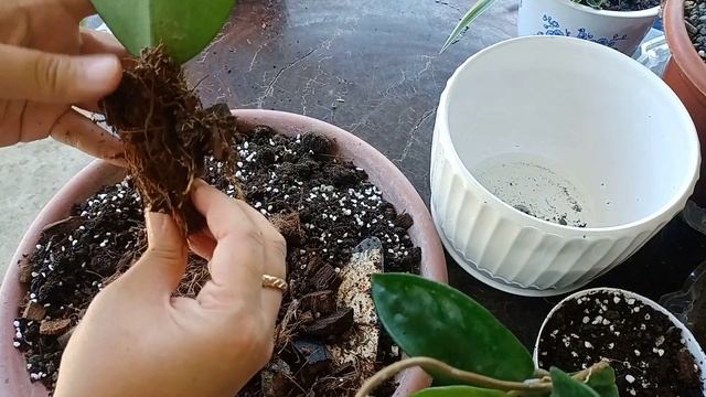 Potting Hoya Obovata And Hoya Carnosa Krinkle 8 | ASMR ?️?