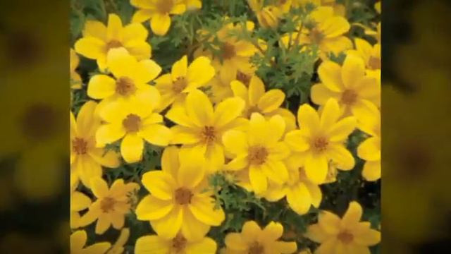 Zlatni bidens, dvozubac, atraktivan a brzo raste смотреть онлайн