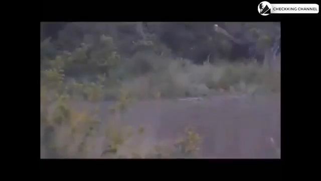 Невероятные сумасшедшие сцены боя животных запечатлен на камеру 2018 смотреть онлайн
