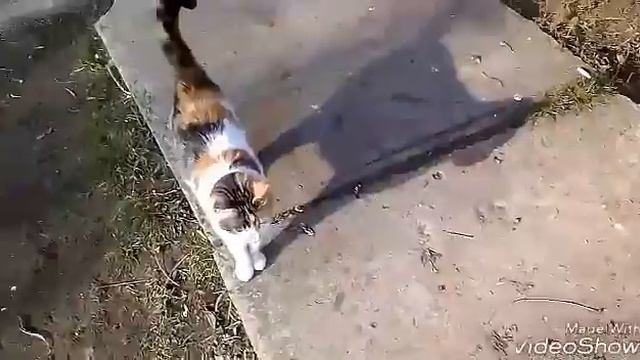 Уличные коты и кошки!