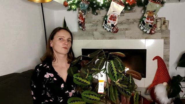 Maranta Fascinator Tricolor