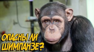 Шимпанзе Мальта напала на человека! // Прогулка с обезьянами