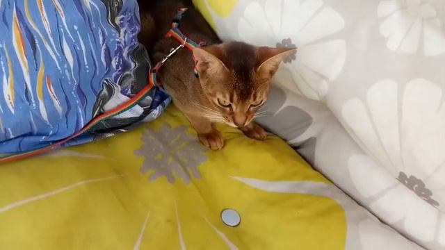 дачный блог 25.07.2019 Кошка на даче. смотреть онлайн