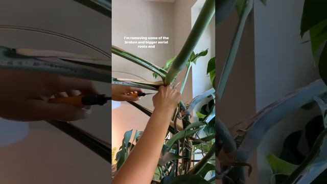 It was running into the ceiling 😵💫 #plant #propagation #airlayering #plantlove #monstera смотреть онлайн