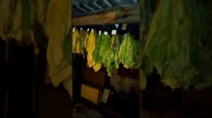 Определение зрелости темных сортов табака.