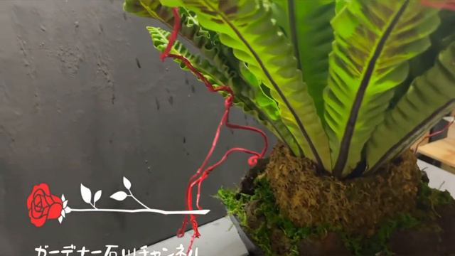 【インドアガーデン】シダの装飾　アスプレニウム　ヒルトップ広島の小さなガーデン屋さん смотреть онлайн