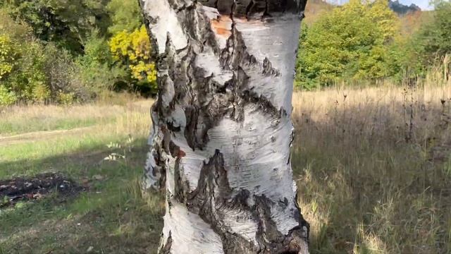 Осенние грибы в лесу в 4К смотреть онлайн