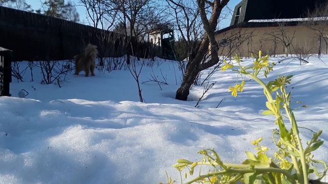 Первоцветы. смотреть онлайн