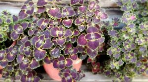 Колеусы. Обзор сортов - трейлеры или ампельные сорта