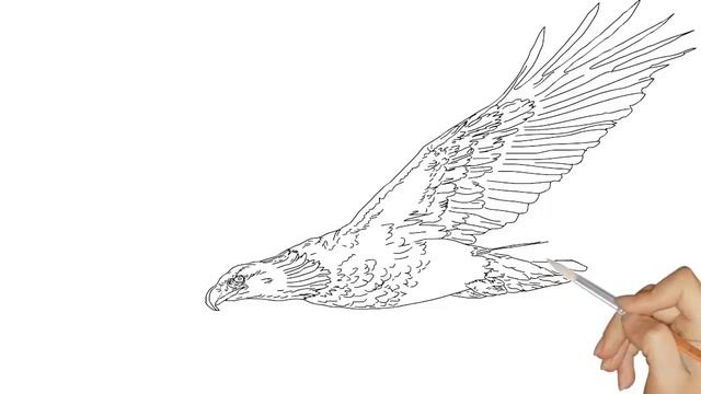 Полет кондора Работа в интернете Заработок в интернете Удаленная работа Бизнес смотреть онлайн