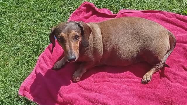 Вытерашки после купания. (2021.06.26_10:36:20)