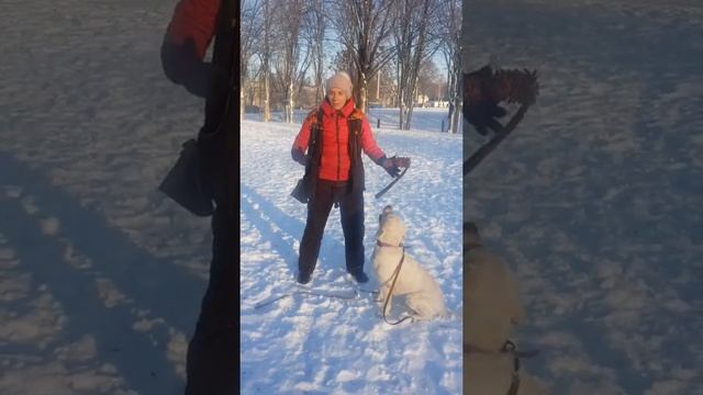 Ошибки хозяев лабрадоров! Если у вас есть лабрадор посмотрите... смотреть онлайн