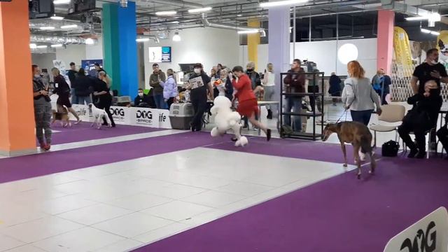 ATAMI ESENIJ YASNO SOLNYSHKO BEST IN SHOW! смотреть онлайн