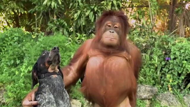 Unlikely Animal Friends! 'Friends Furever' Commercial - Google Android смотреть онлайн
