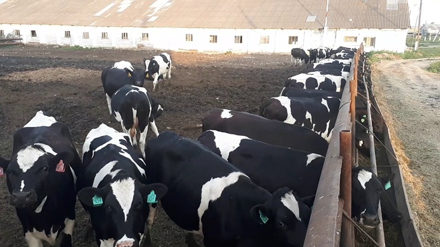 600 кг племенные нетели с продуктивностью более 7 500 за первую лактацию +79656176005 WhatsApp пишит смотреть онлайн