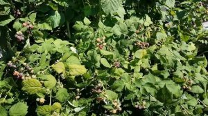 Малина Глен Ко (Glen Coe)