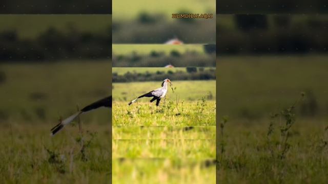 #birdsofafrica#птицыафрики#дикиептицы ПТИЦЫ АФРИКИ смотреть онлайн