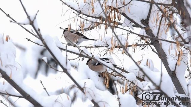 Bullfinch (Pyrrhula pyrrhula) смотреть онлайн
