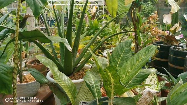 My collection of some Philodendrons and ferns. смотреть онлайн