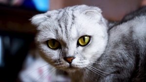 Ушной клещ у кошки