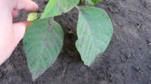 КОГДА ЗАЦВЕТАЕТ БРУГМАНСИЯ ИЛИ ПОЧЕМУ НЕ ЦВЕТЕТ БРУГМАНСИЯ? ЧАСТЬ 3