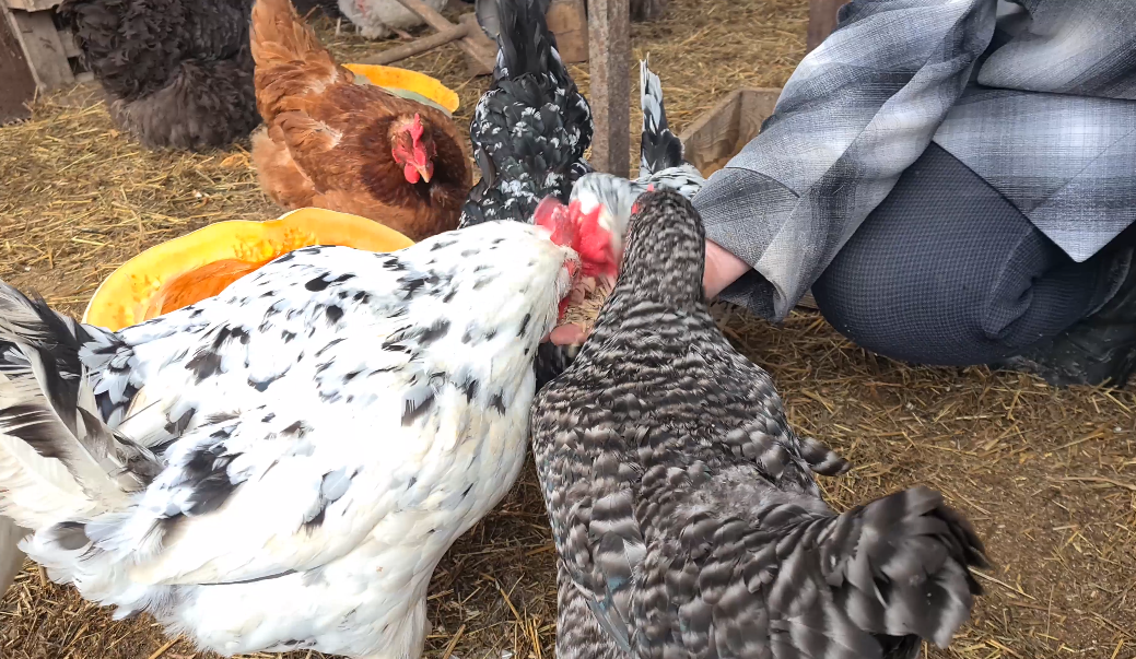 Обязательно дайте это курочкам. смотреть онлайн