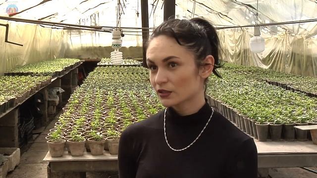 теплицы смотреть онлайн