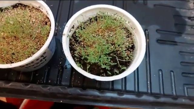 Всходят ли просроченые семена? Эксперимент! Гипсофила "Розовые грезы". Посевы в январе. смотреть онлайн