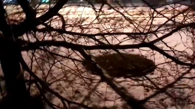 VID 20220211 001447 Я в лес бежал... 1902 (Н. Гумилёв)...Павел Васильев Лахтинский смотреть онлайн