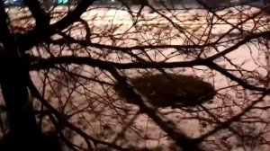 VID 20220211 001447 Я в лес бежал... 1902 (Н. Гумилёв)...Павел Васильев Лахтинский