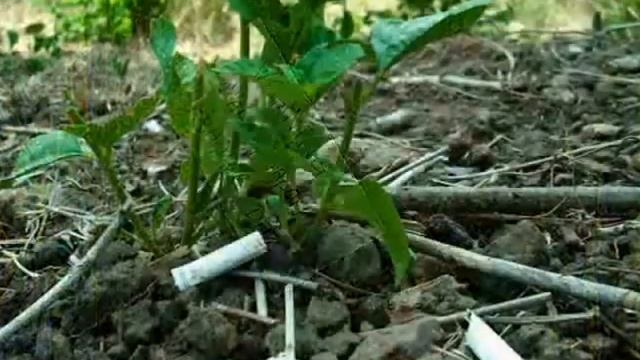 Sample pictures from Nikon CoolpixL11 смотреть онлайн