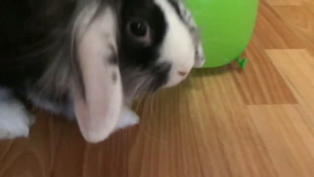 Смешной кролик играет с шариком(funny rabbits) смотреть онлайн