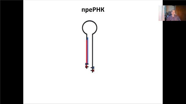 Лекция 14. Экспрессионные системы и РНК ингибирование.