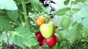 YUFE yuri Томаты БОЕЦ лучший сорт для Ленинградской области.